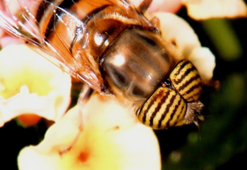 Le meraviglie  Linsetto con gli occhi a strisce e la mosca